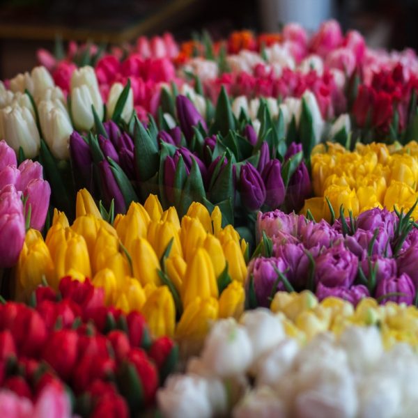 Designer's Choice Vibrant Colors